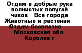 Отдам в добрые руки волнистых попугай.чиков - Все города Животные и растения » Отдам бесплатно   . Московская обл.,Королев г.
